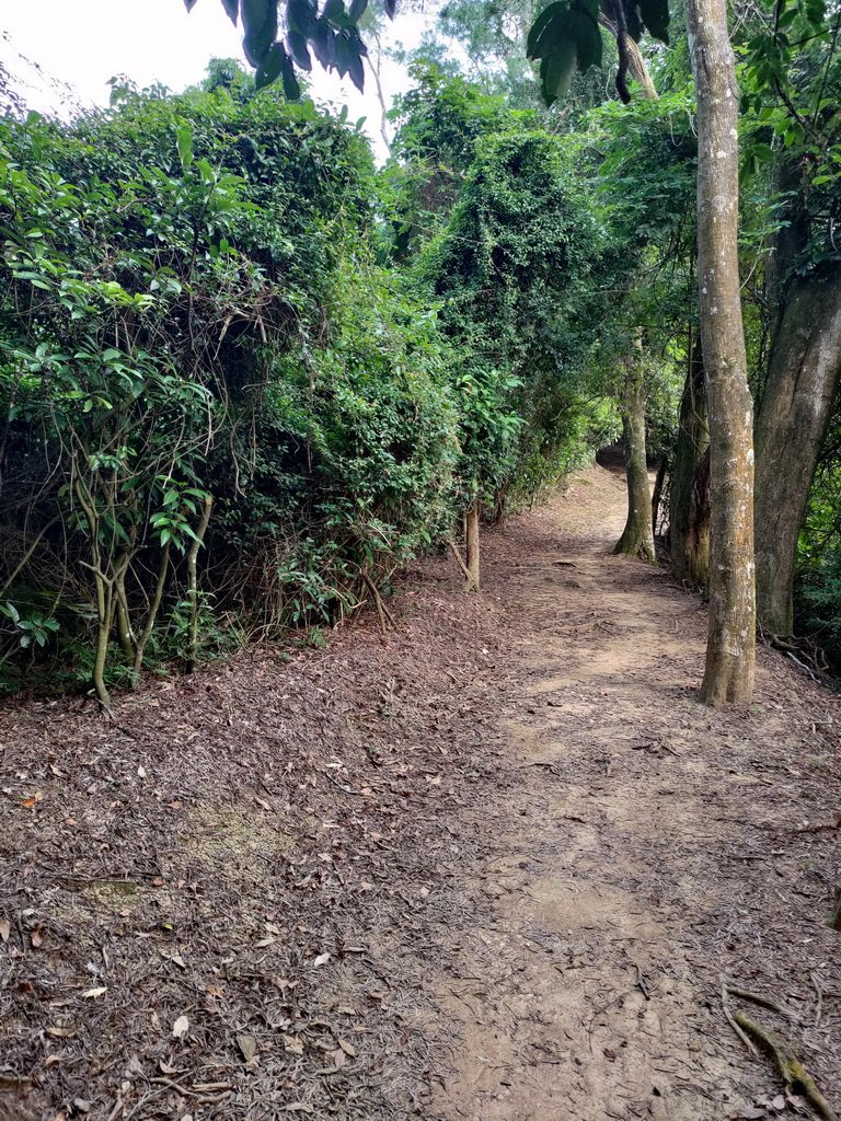 【新竹縣峨嵋鄉】藤坪步道_2833235