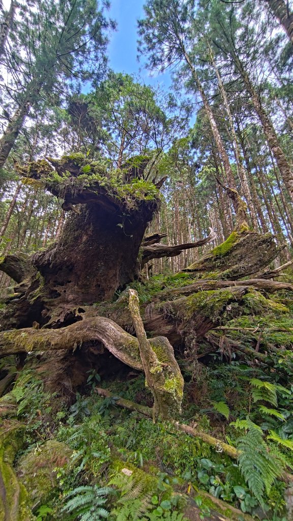 棲松縱走未竟_2918321