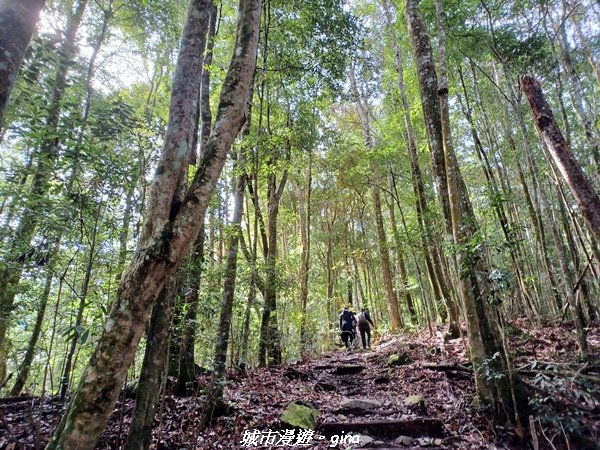 【台中和平】在虐腳的陡上中持續前進。 谷關七雄-八仙山主峰步道_2367689