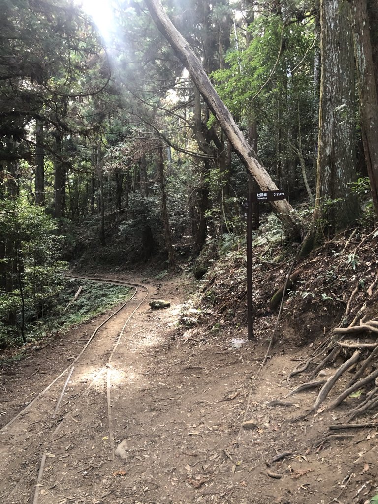 大坪林道 加里山 杜鵑嶺 環線封面圖