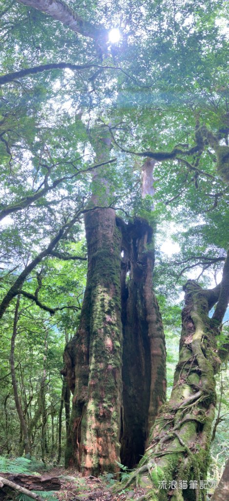 【佐米縱走】走進迷霧森林尋找千歲神木，參加一場巨木群的盛宴_2888765