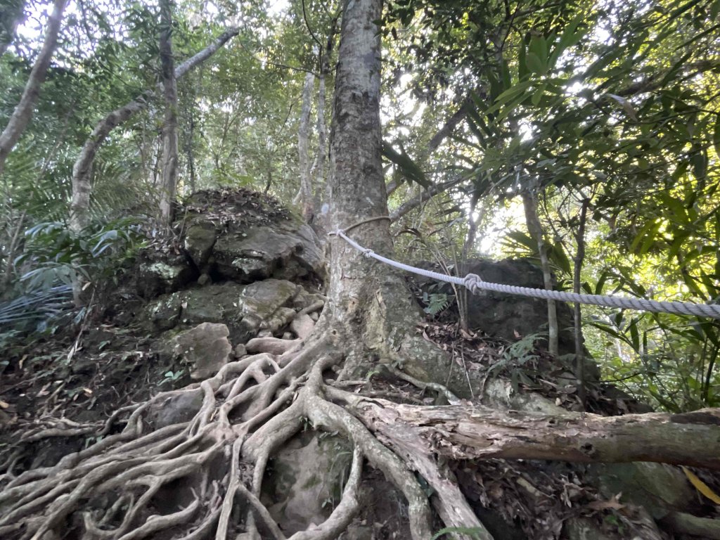 小百岳編號30-五指山112.11.04(原路折返)_2336914