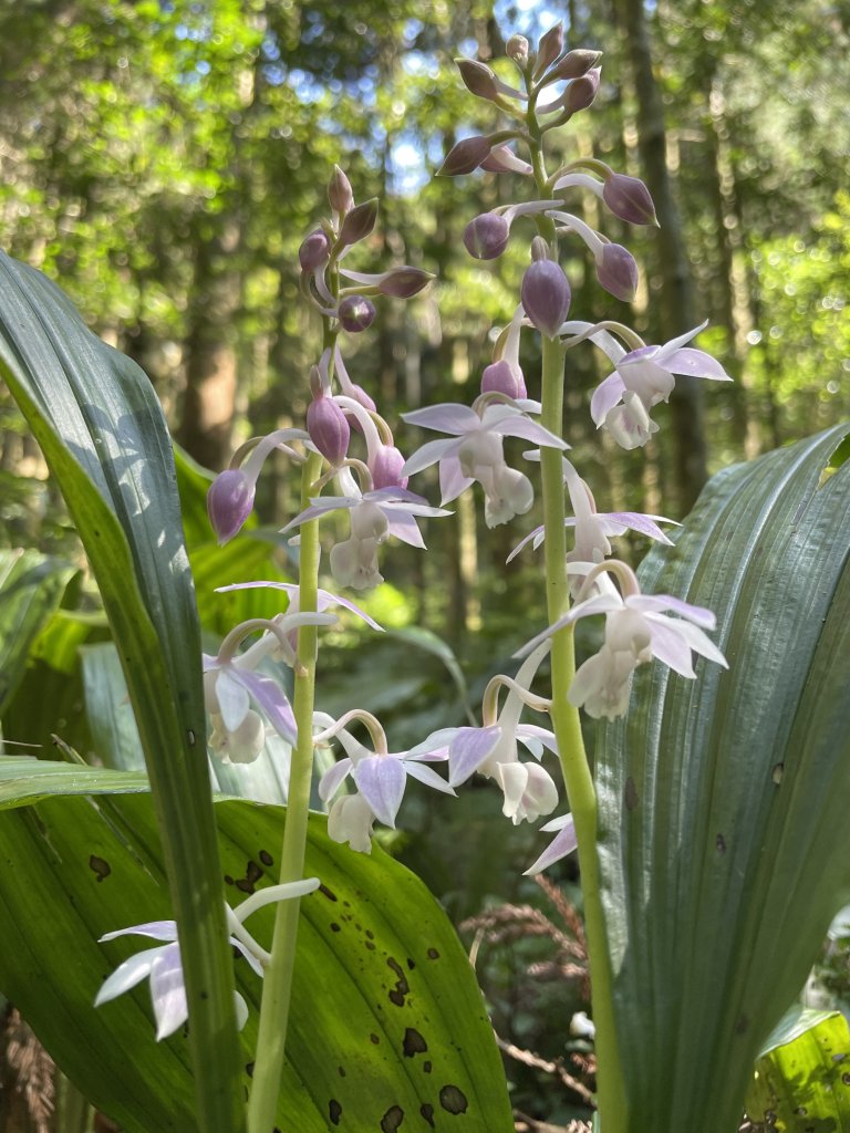 2020/03/12 那結山＆貴妃山 O形縱走_1650301