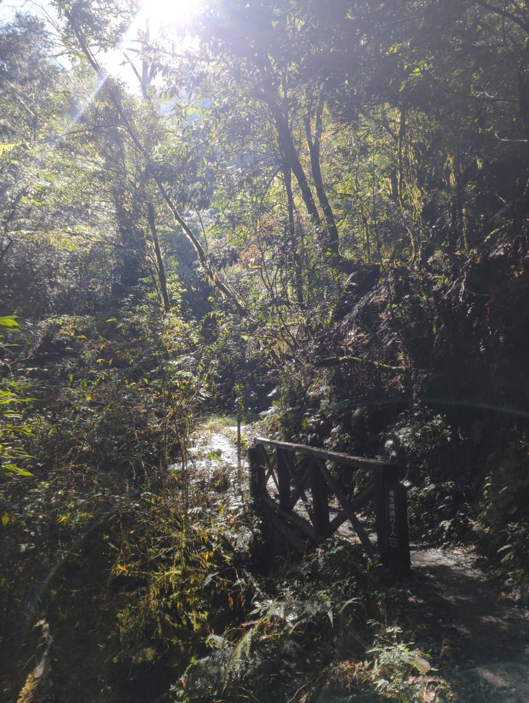 2026.01.03－鎮西堡B區神木群_2981143