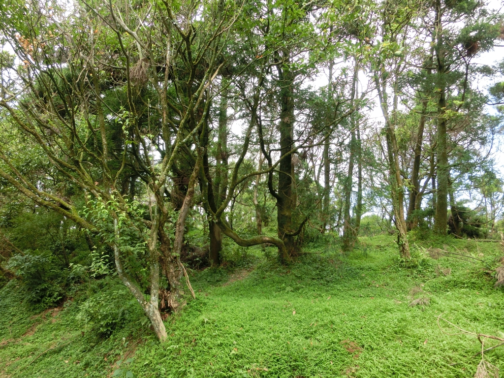 風櫃嘴．頂山．石梯嶺．擎天崗_94360
