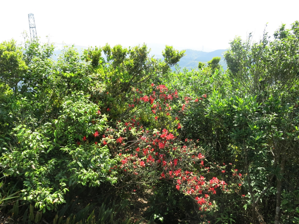 親子共遊新山夢湖_54823