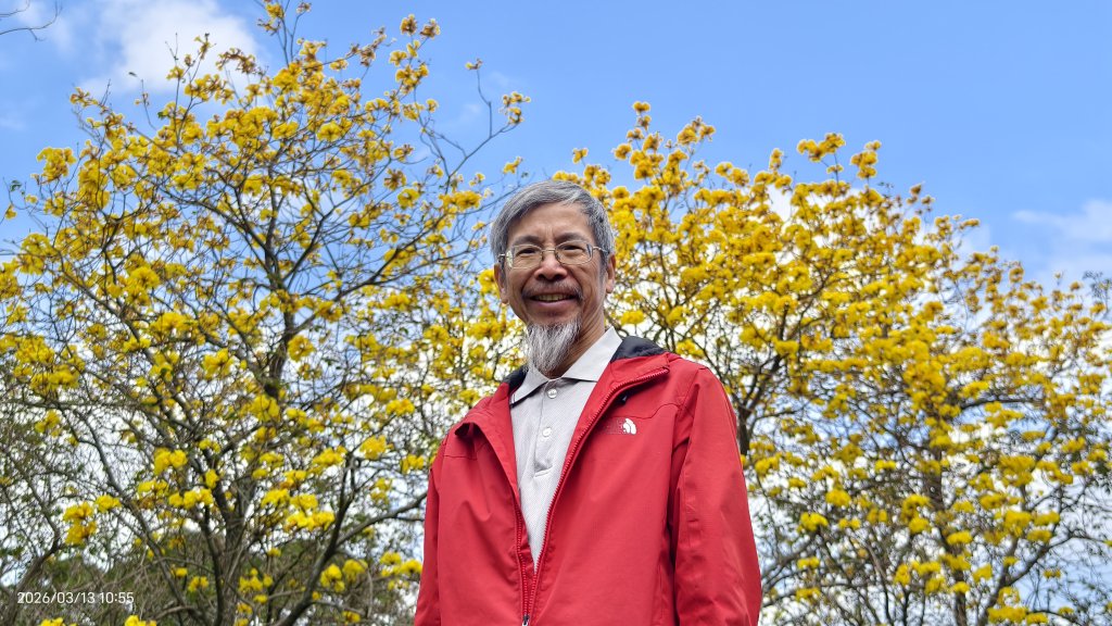 #西龍巖寺 #八里療養院 #黃花風鈴木 #青帶鳳蝶 #虎山 #101大樓  3/13封面圖