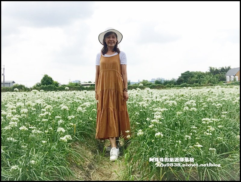 大溪左岸自行車道｜中新里韭菜花海超浪漫｜_1101604
