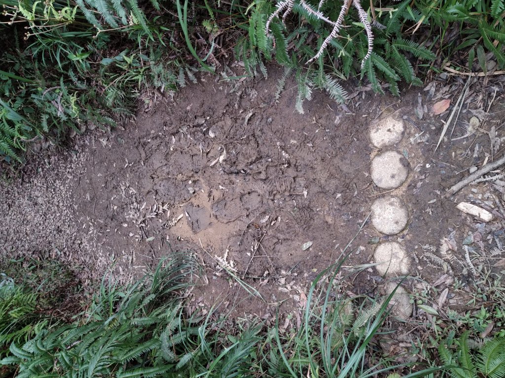 【小百岳14】土庫岳完成-7_1234865