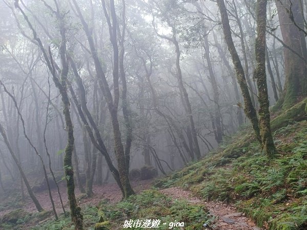 【台中和平】在虐腳的陡上中持續前進。 谷關七雄-八仙山主峰步道_2367736