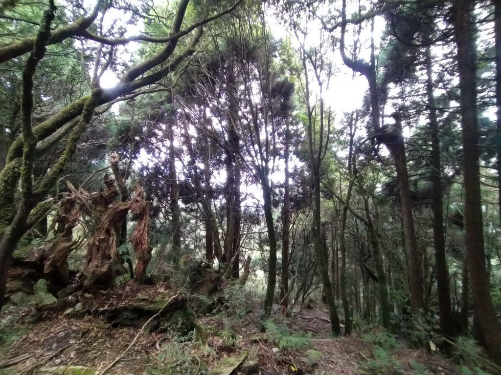 嘉義 阿里山 兒玉山、東水山、北霞山_1486733