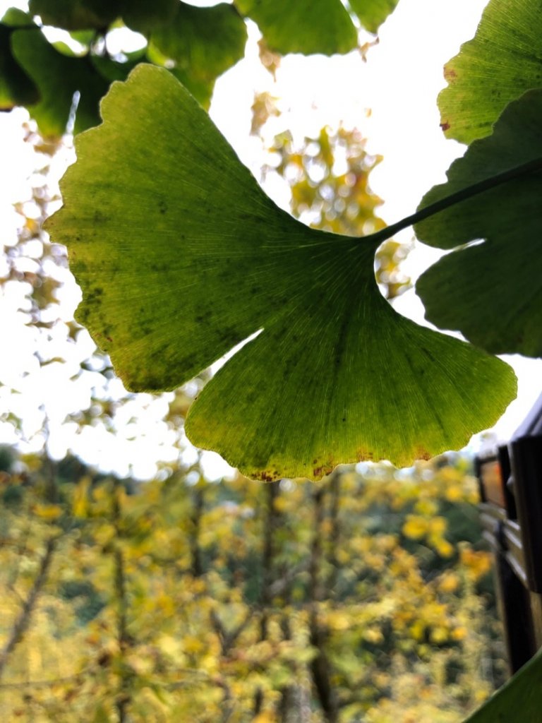 貓空望山、嶺頭山、金柑樹山（小百岳）、忘憂森林_1896965