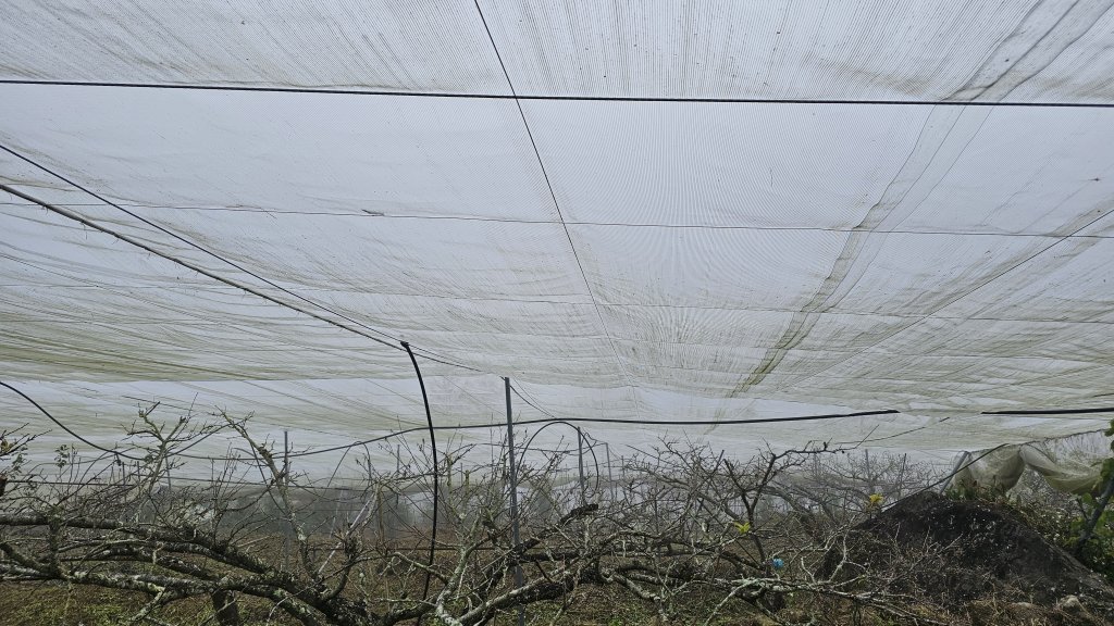 【馬年走馬山，馬到就成功！】🐴馬年馬路要走，馬那邦🏔️也要登！O繞11K，爬升900M，🥾腿在_2977175