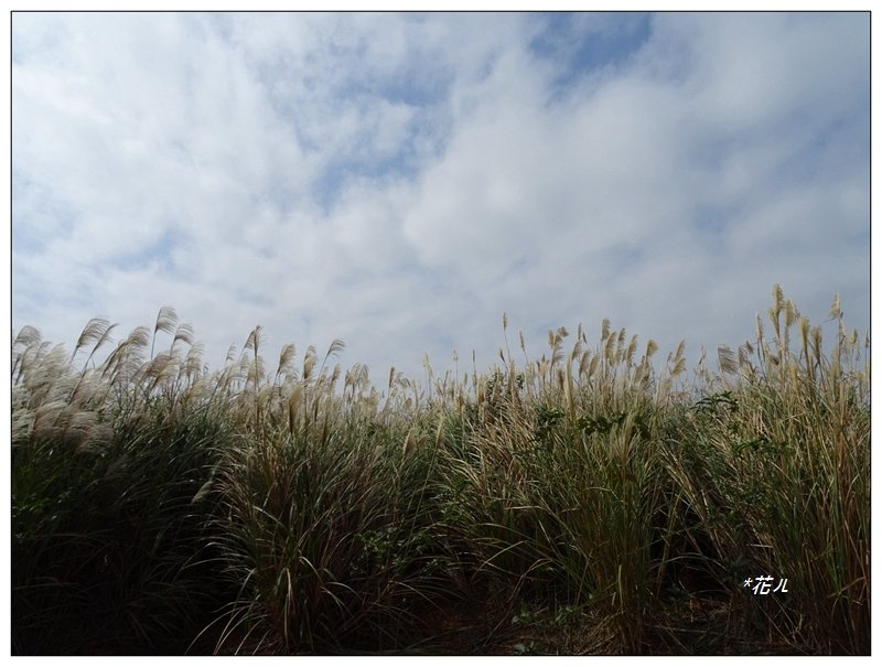茄苳崑尾山(九華山)_1536711