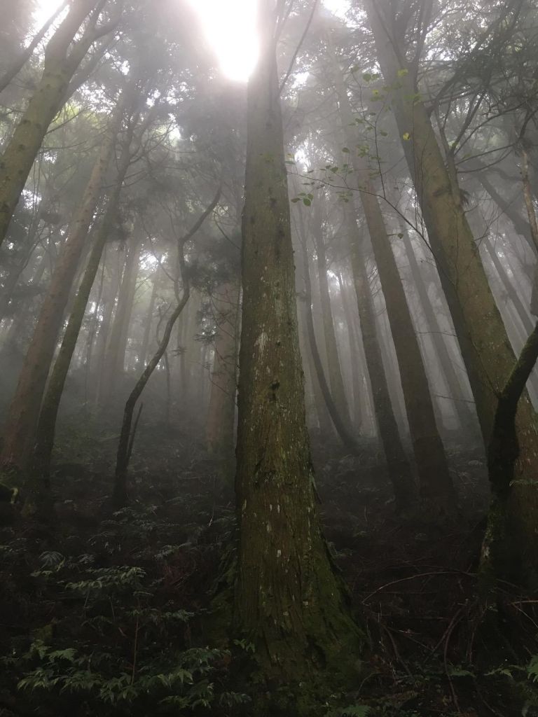 觀霧檜山巨木森林步道_171731