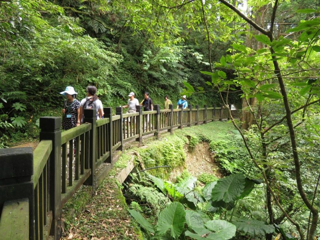 東眼山森林浴_148575