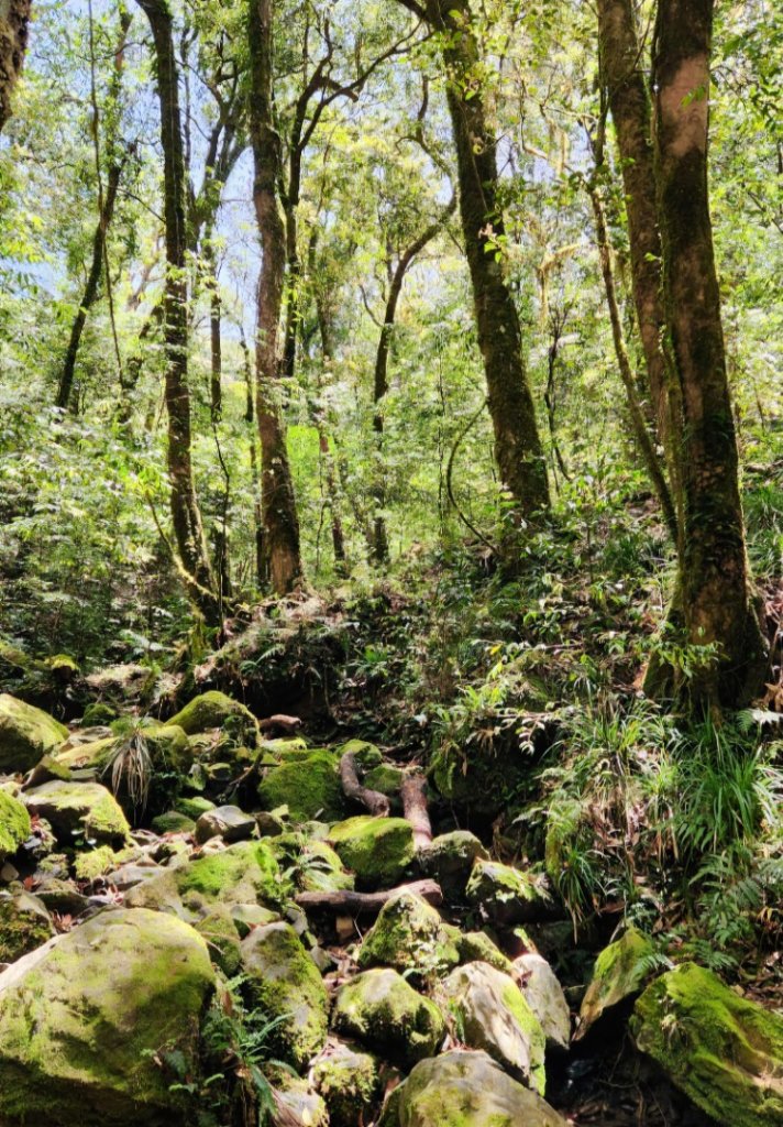 【中級山】與山毛櫸的邂逅，逐鹿山_2742658