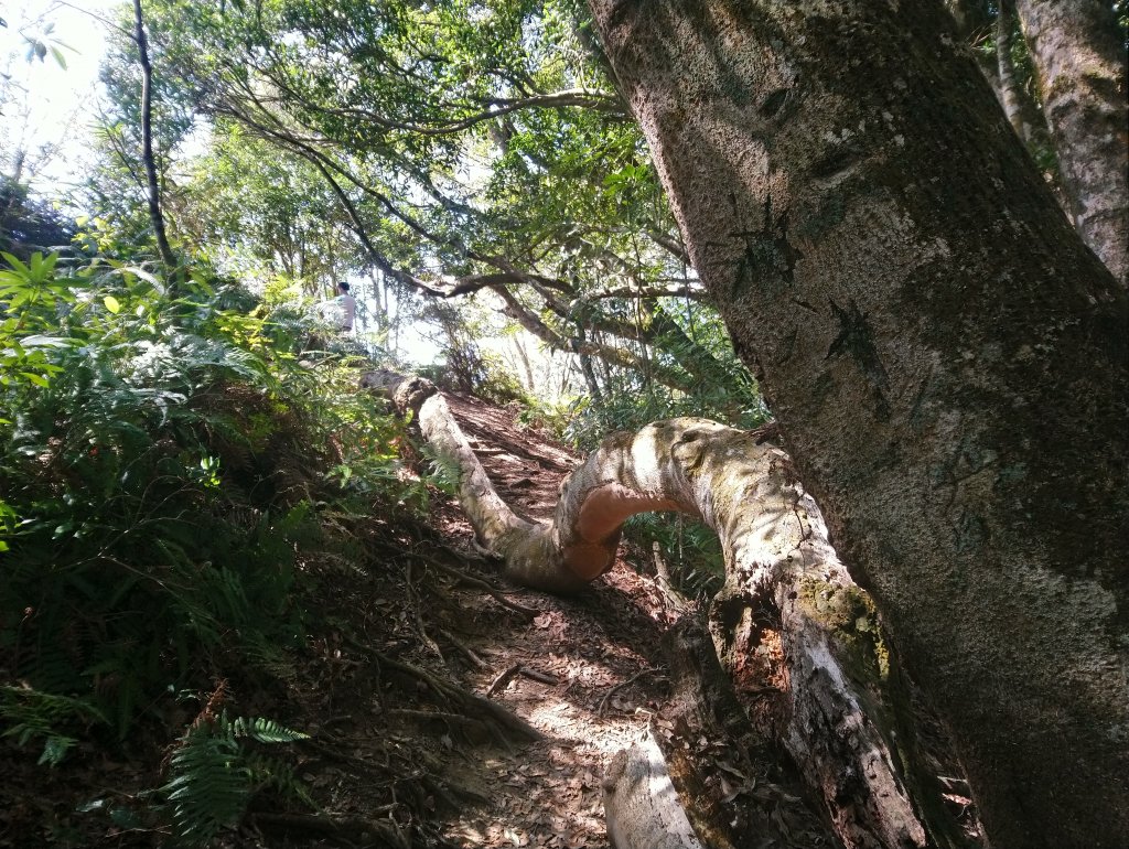 虎山 由易到難 漸進式 健身步道_855782