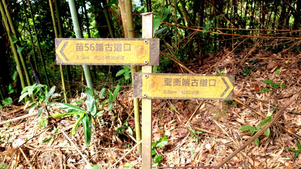 小百岳關刀山889m+銅鑼杭菊_1924033