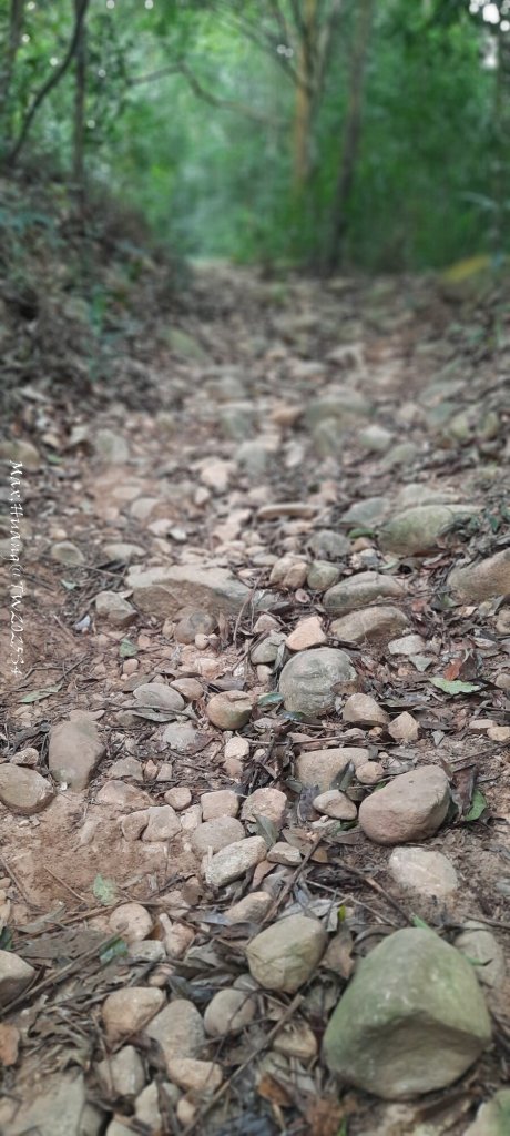 《苗栗》霧雨寒流｜三義三角山步道20251225_2969201