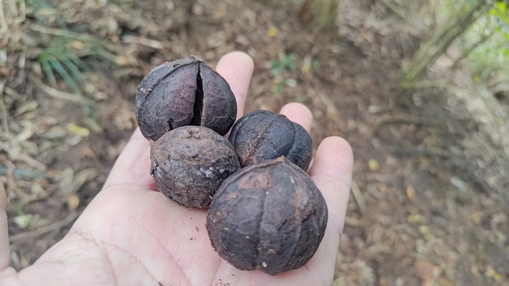 雪見遊戲區盡尾山二本松山_2702683