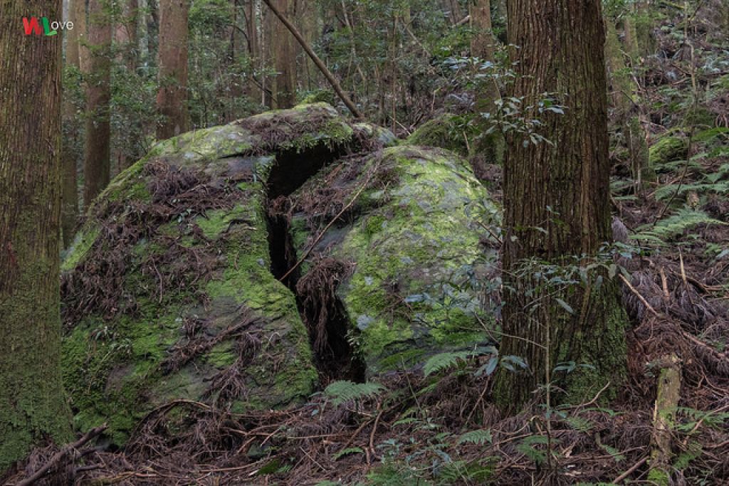 WL 愛旅行【加里山】_275215