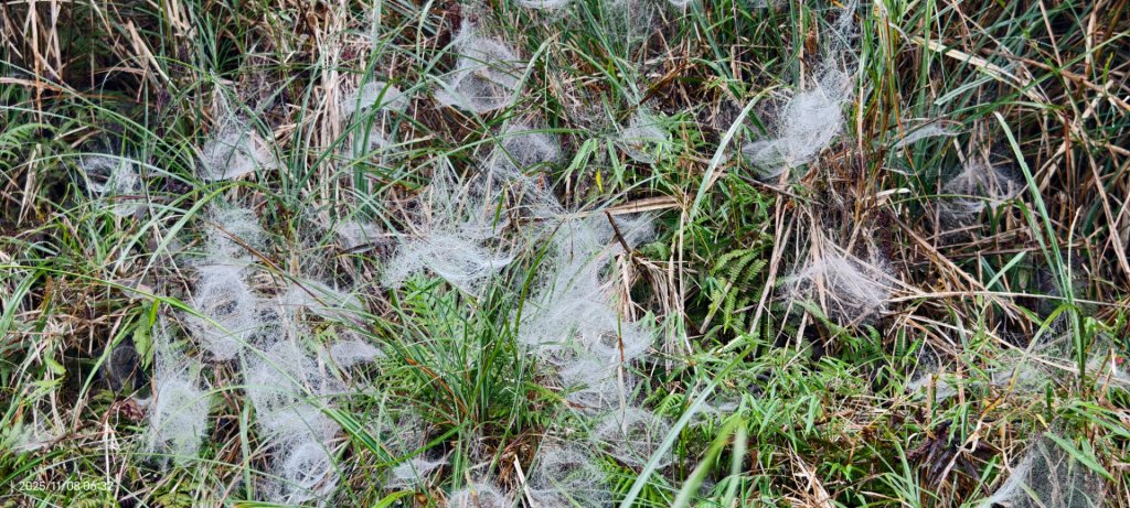 #太平山 #望洋山 #觀雲步道 #日出 #雲海 11/8_2931174