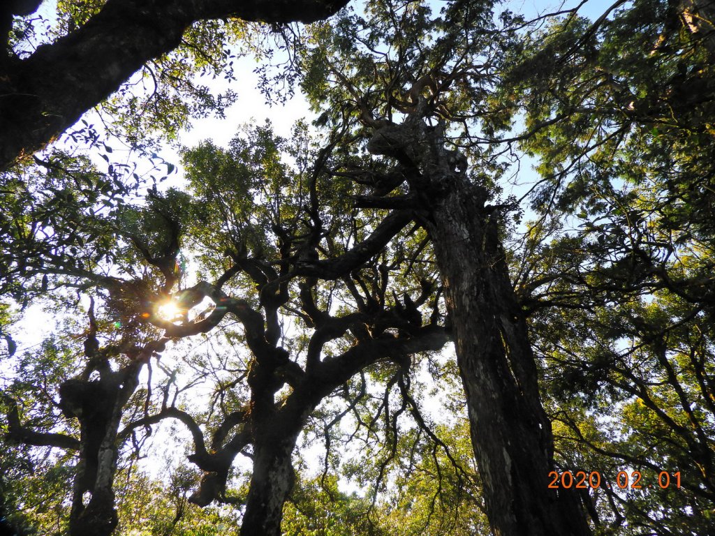 桃園 復興 塔曼山_820292