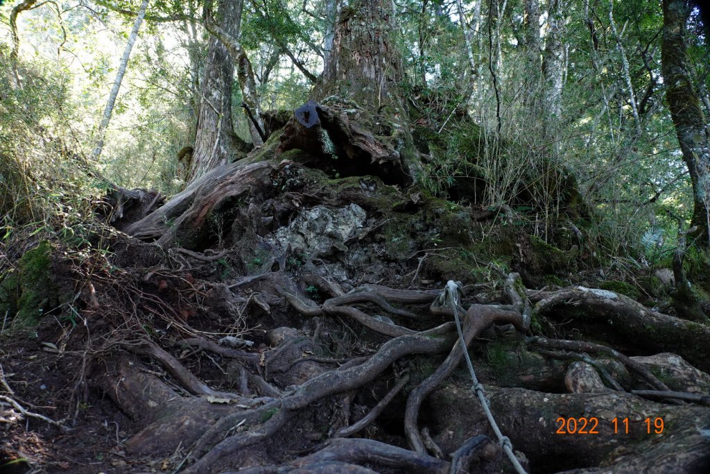 南投 信義 西巒大山_1922340