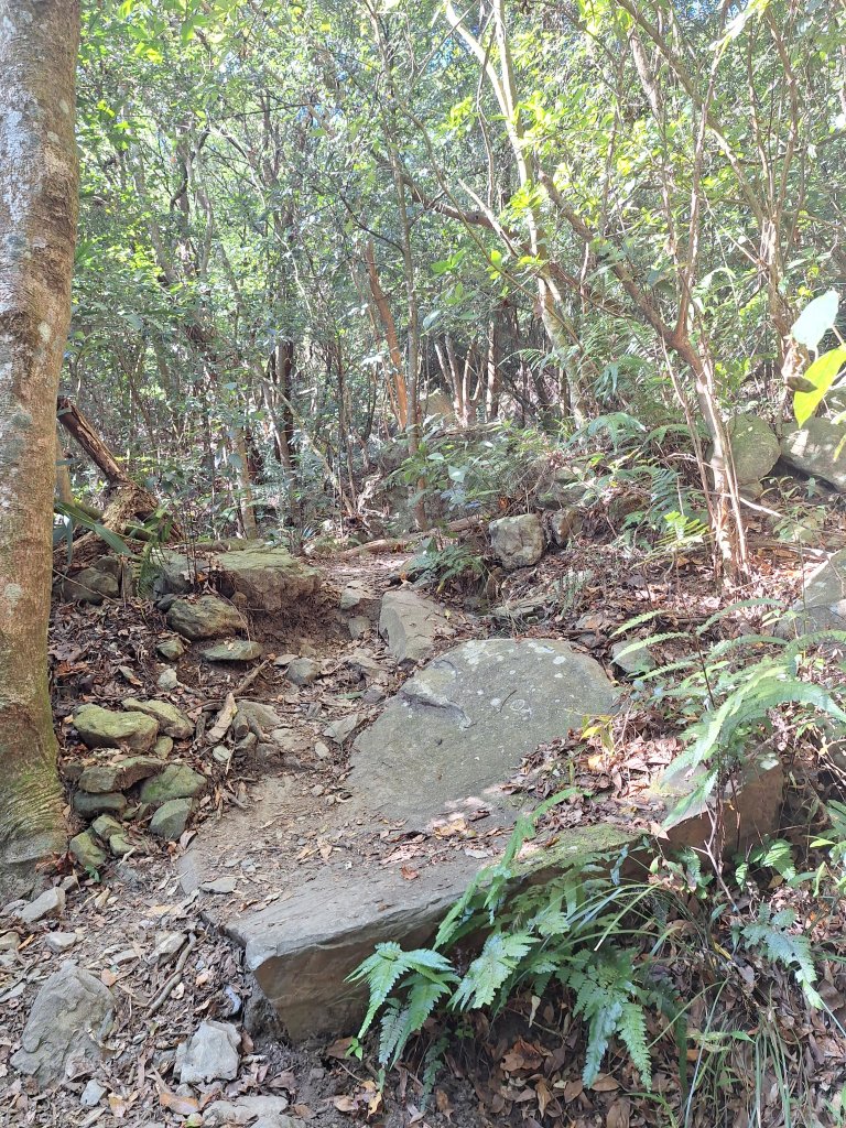 德文山(觀望山)20260105_2978641