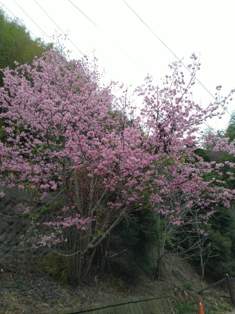 2023-02-26 登嘉南雲峰巧遇草嶺櫻花季_2043937