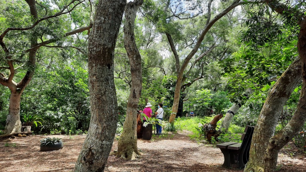 《台中》綠蔭夏蟬｜大肚環保公園登山步道O型20220626_1745176
