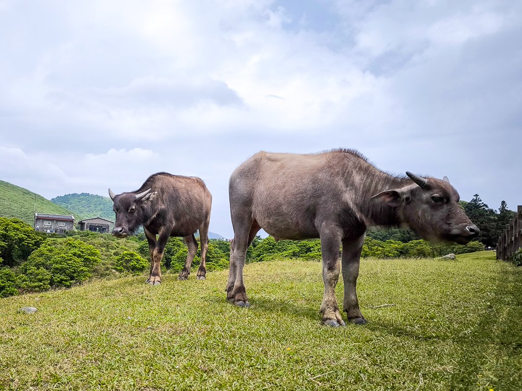 2025-05-03 磺嘴山、翠翠谷封面圖