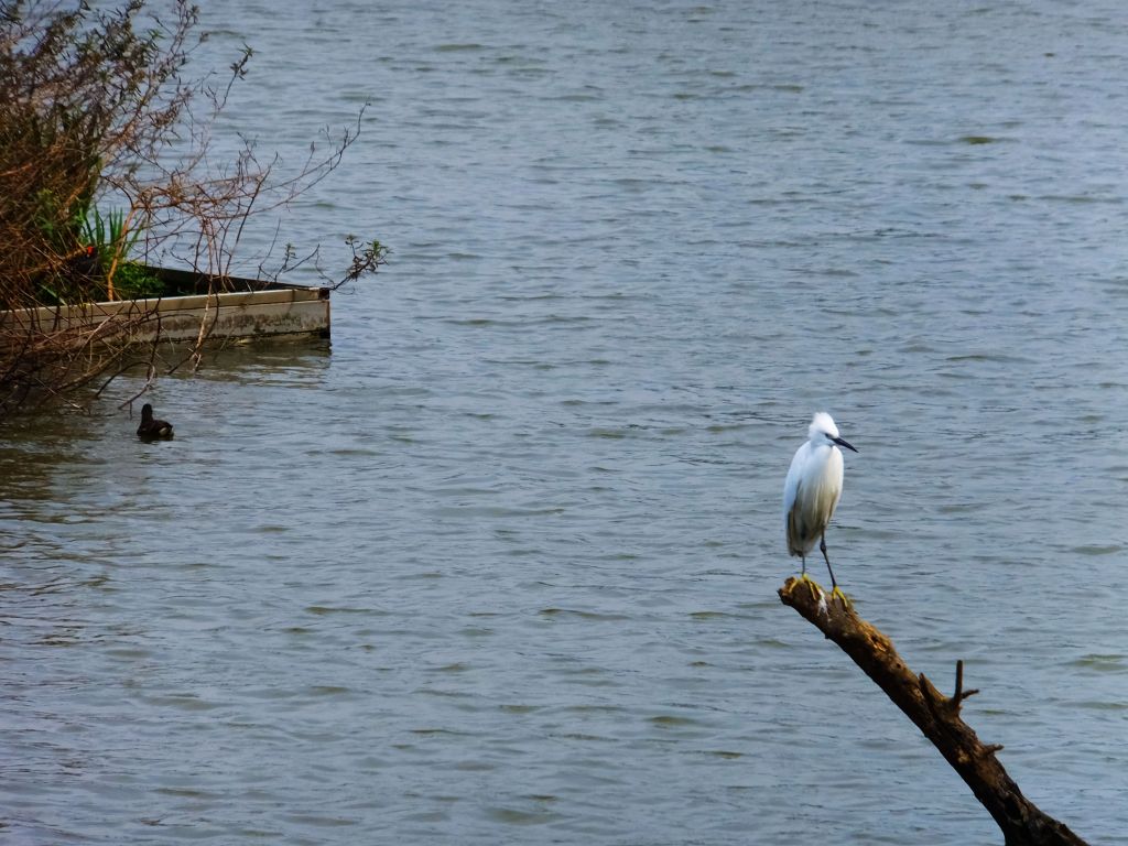 白鷺鷥山與大湖公園落羽松步道_235789