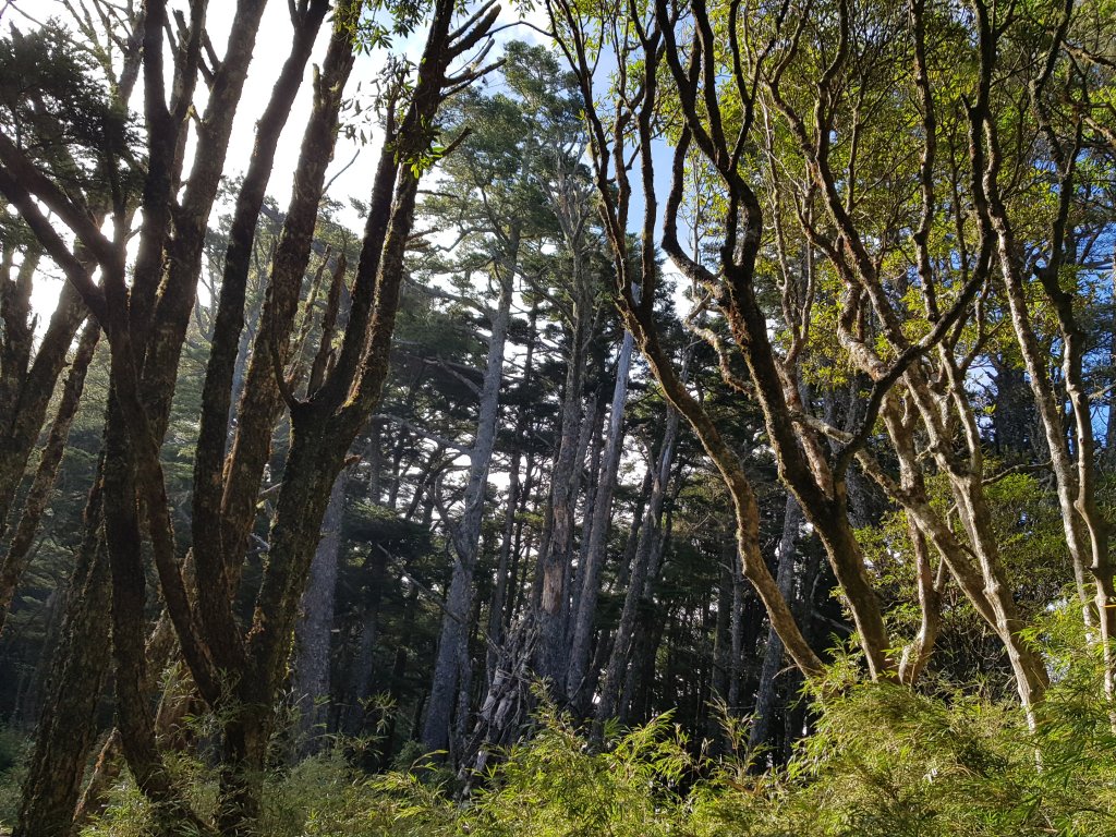 重磅挑戰-大霸北稜線_1433717