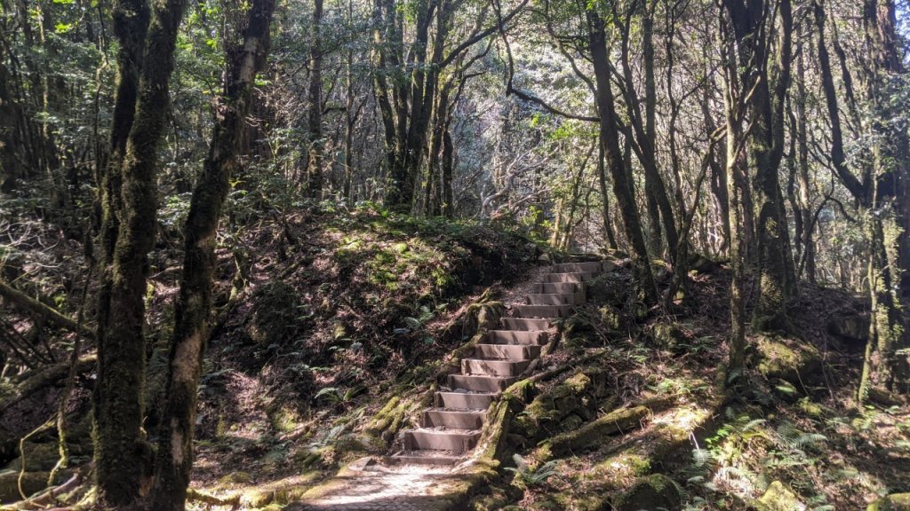 八仙山主峰步道 (松鶴線)_2042843