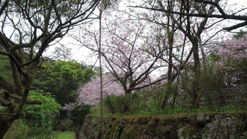 平溪步道,橘咖啡,官邸玫瑰_2077465