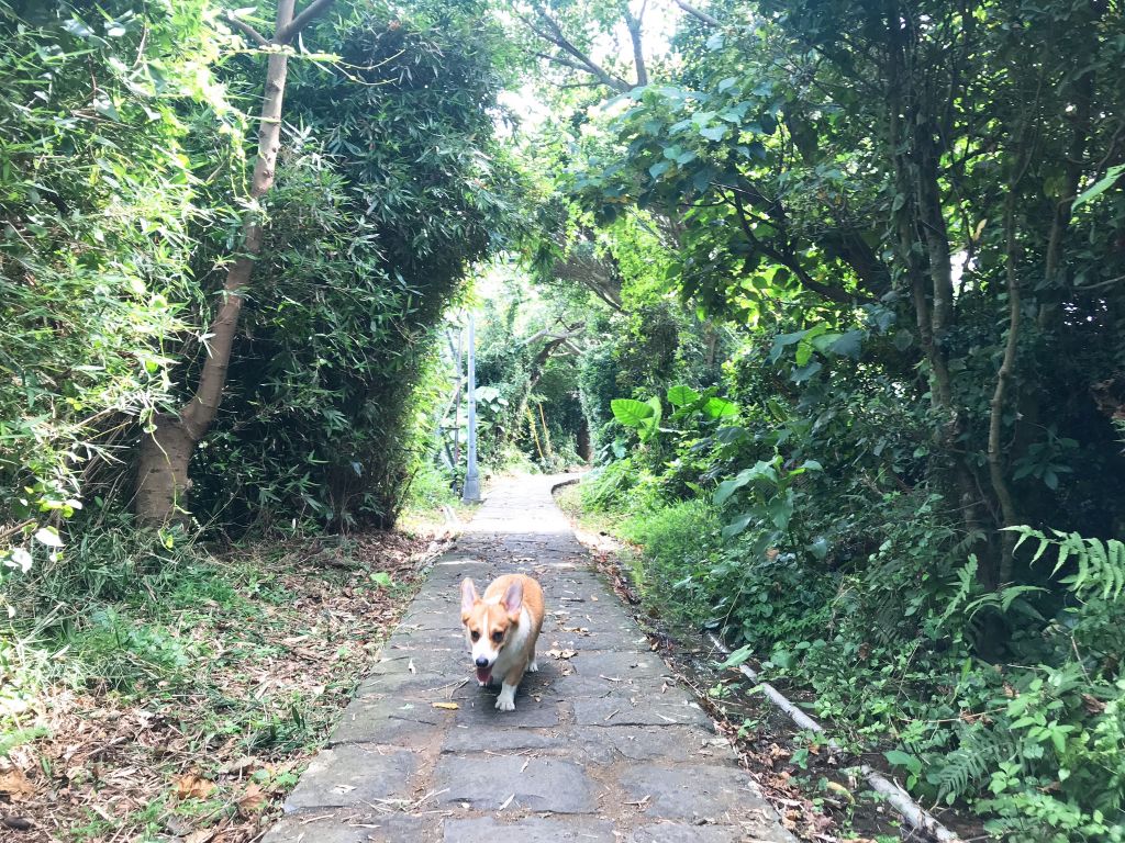 【忠義山親山步道】_342714