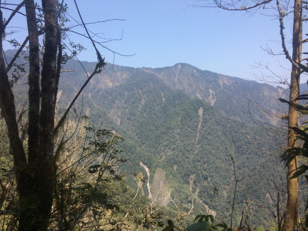 米羅山之木_292734