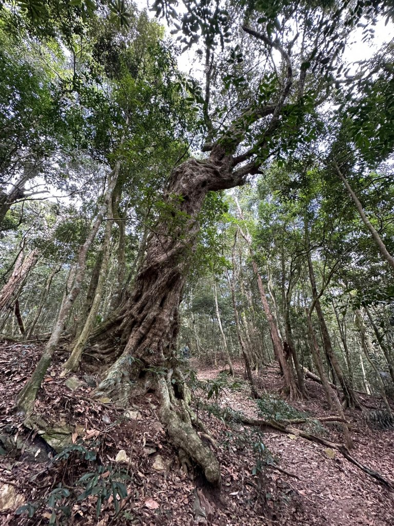網子山、網子山東北峰、鳴海下山、鳴海山連走_2040674