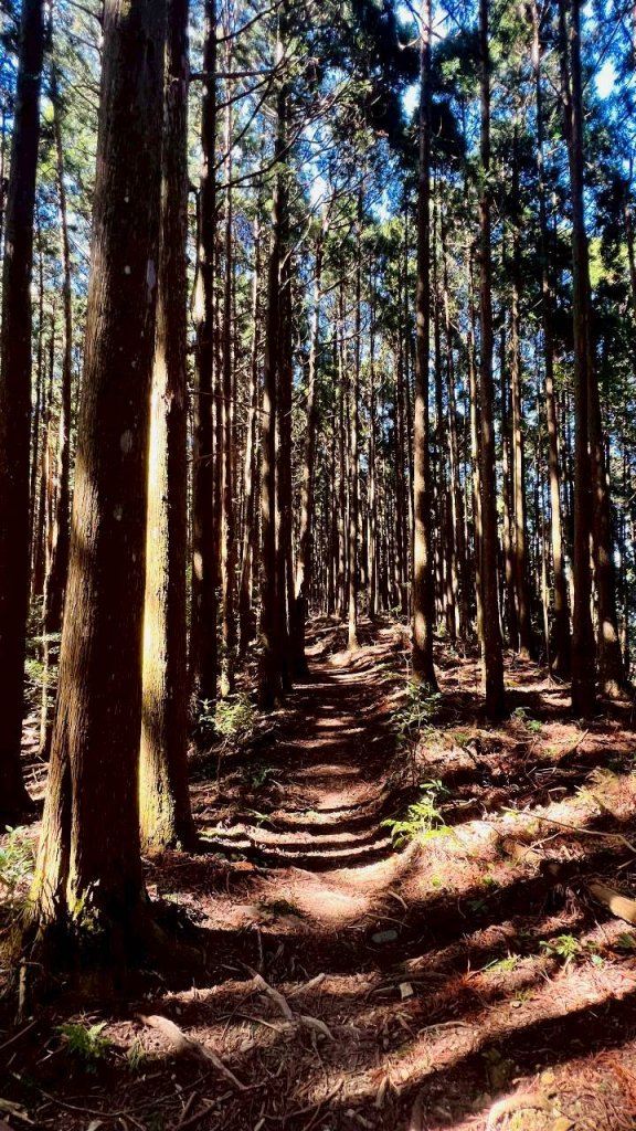 🌈11/9(日)高島縱走~高台山連走島田山山徑✨FB：熊熊趴爬走🌈_2932498