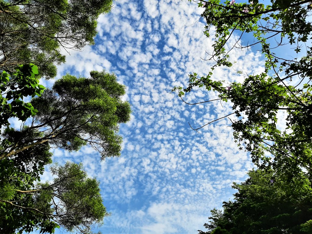 關渡親山步道｜雨過天晴 讓我們看雲去_1435685