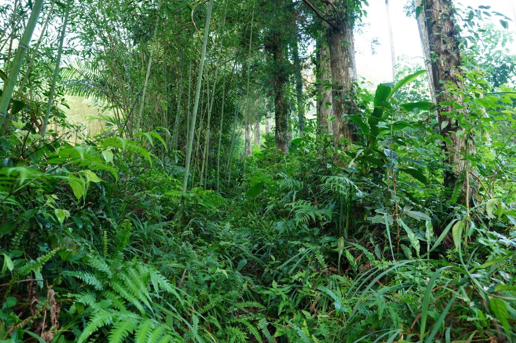 新北 烏來 山車廣山、檜山_2567363