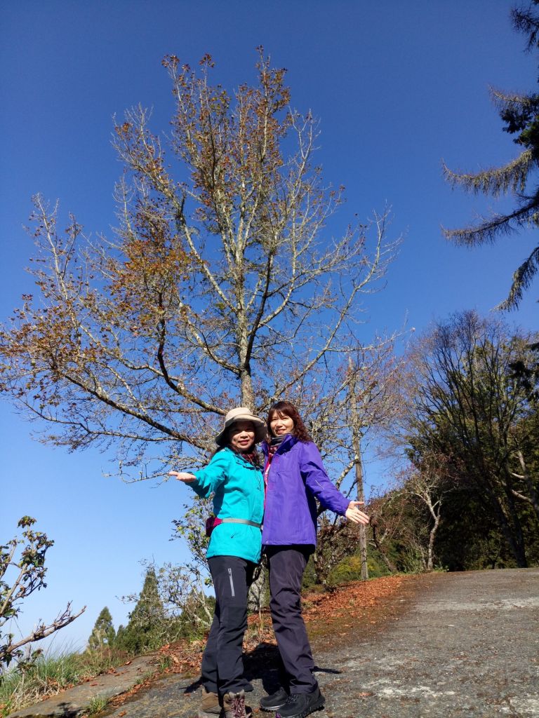 2018.03.17 郡大山麟趾山特富野_290662