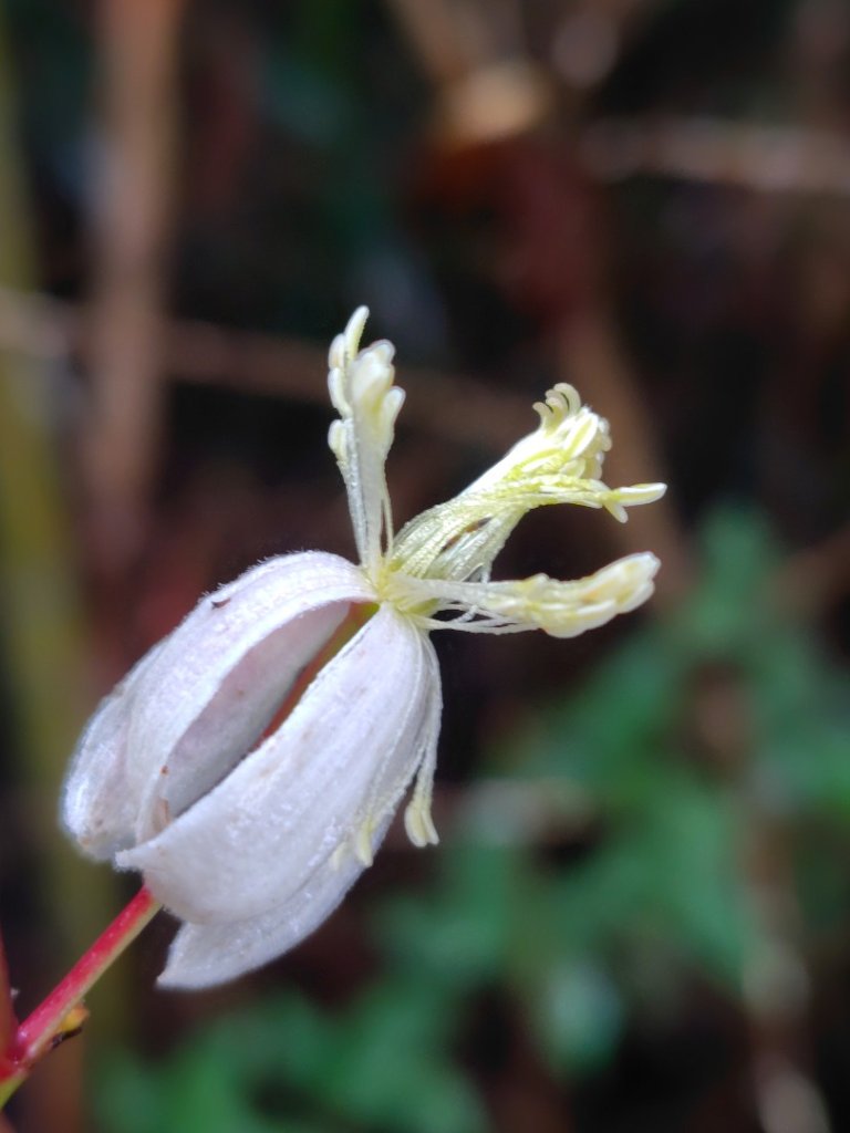 馬那邦山_2974974