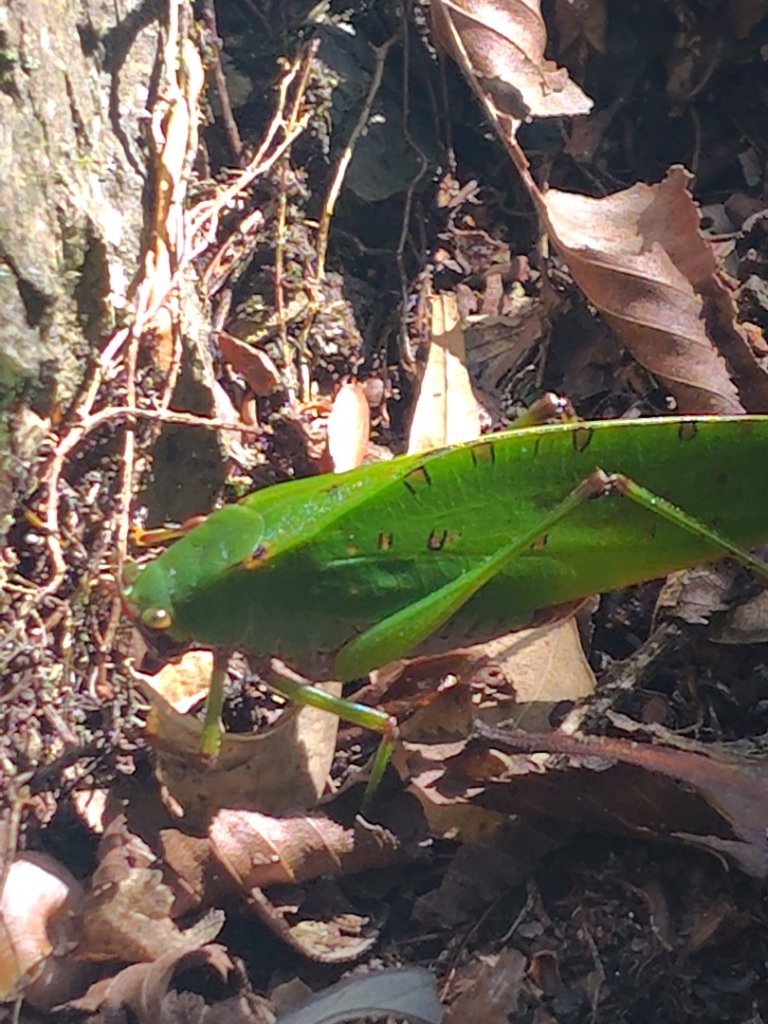 南東眼山連走有勝山_2918695