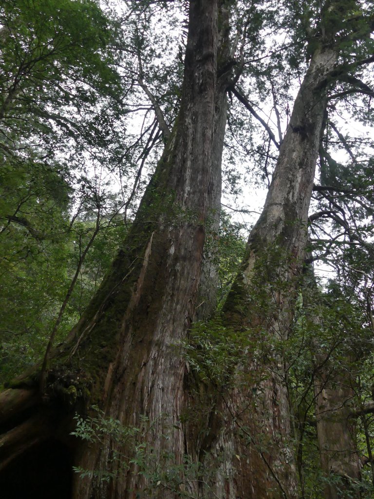 拉拉山神木群步道_565810