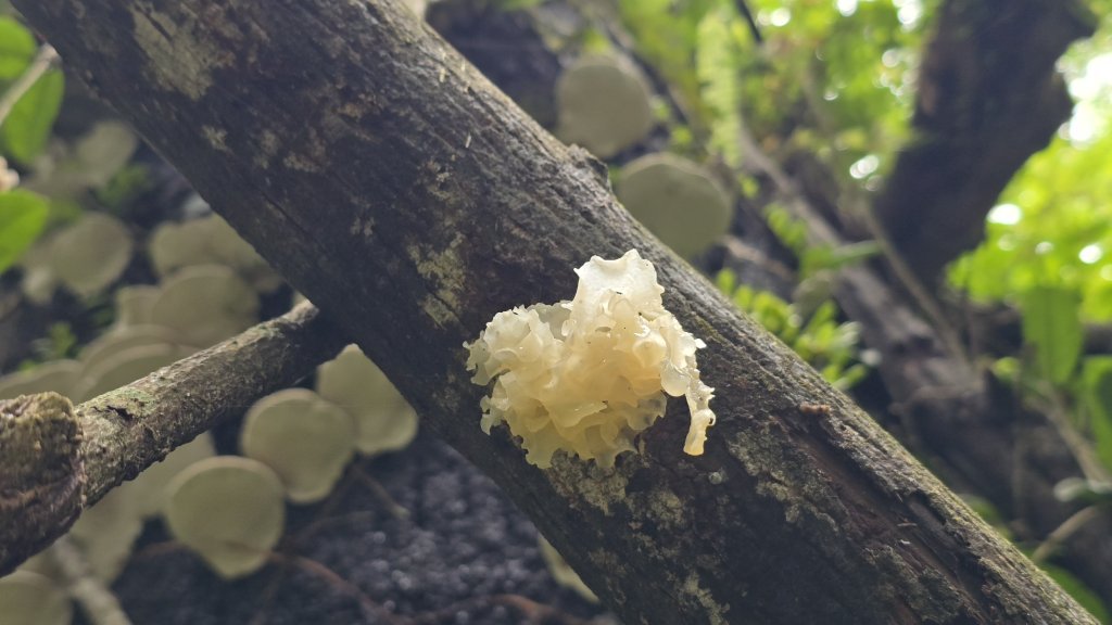 陽明山最涼爽的步道，陽明山五連瀑布，草山觀瀑吊橋，草山瀑布，大屯瀑布，小隱潭瀑布，白雲瀑布，翠峰瀑布_2810272