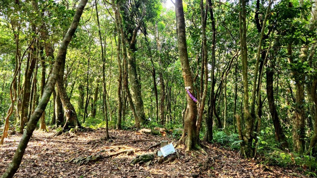 【中級山】拔刀爾山，縱走美鹿山南峰_2743639