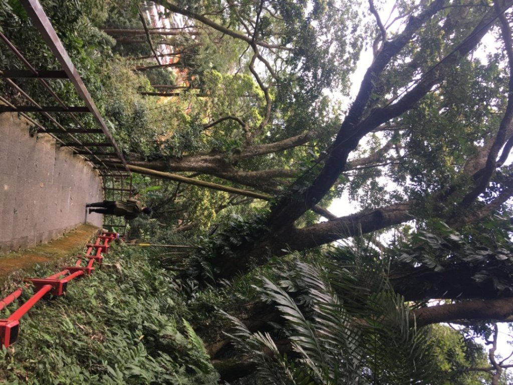 仙山（靈洞宮、協靈宮封面圖